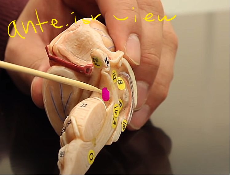<p>brainstem organization pg.~458</p><p>what is this structure of the midbrain</p>