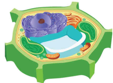 <p>Cytoplasm</p>