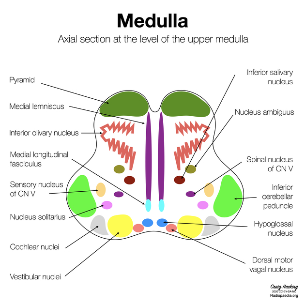 <ul><li><p>jądro dolne oliwki (inferior olivary nucleus)</p></li><li><p>j. dodatkowe oliwki grzbietowe (dorsal accessory olivary nucleus)</p></li><li><p>j. dodatkowe oliwki przyśrodkowe (medial or ventral accessory olivary nucleus)</p></li></ul>