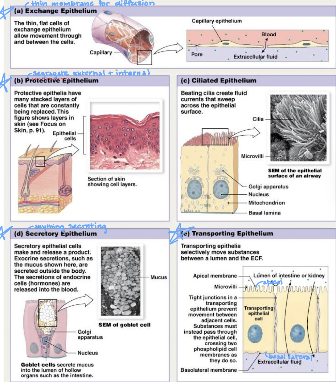 <ul><li><p>exchange epithelium</p></li><li><p>protective epithelium</p></li><li><p>secretory epithelium</p></li><li><p>transporting epithelium</p></li><li><p>ciliated epithelium</p></li></ul><p></p>