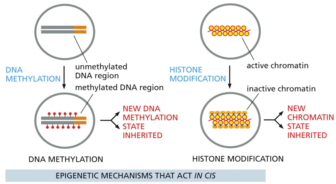 <p><span>within the same DNA strand/molecule&nbsp;</span></p><ol><li><p class="Paragraph SCXW209138178 BCX0" style="text-align: left"><span>DNA methylation&nbsp;</span></p></li></ol><ol start="2"><li><p class="Paragraph SCXW209138178 BCX0" style="text-align: left"><span>Histone modification&nbsp;</span></p></li></ol><p></p>