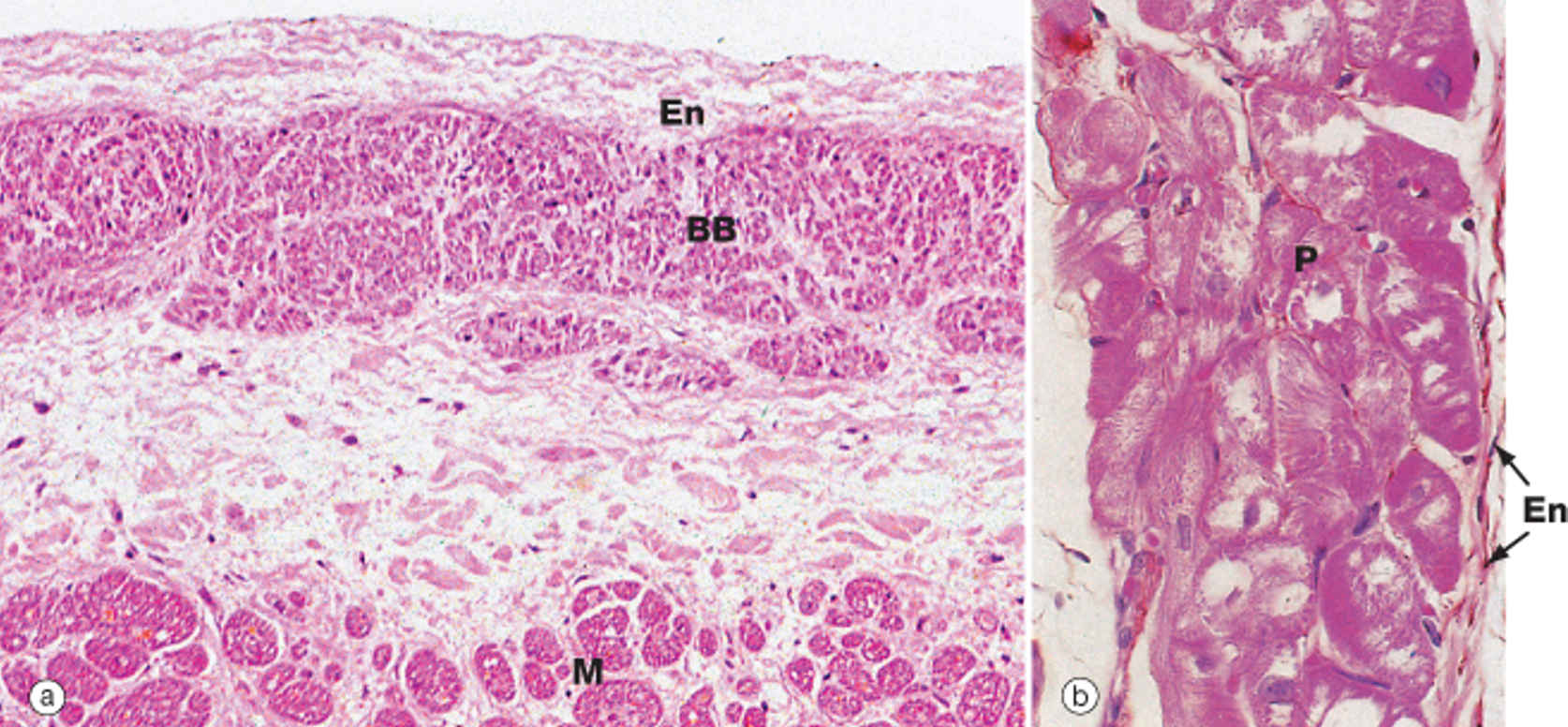 <p>How do <strong>Purkinje cells</strong> appear histologically?</p>