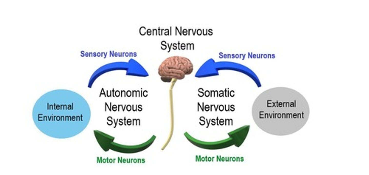 <p>Controls involuntary functions, maintains homeostasis, has afferent and efferent neurons, and efferent neurons innervate visceral organs</p>