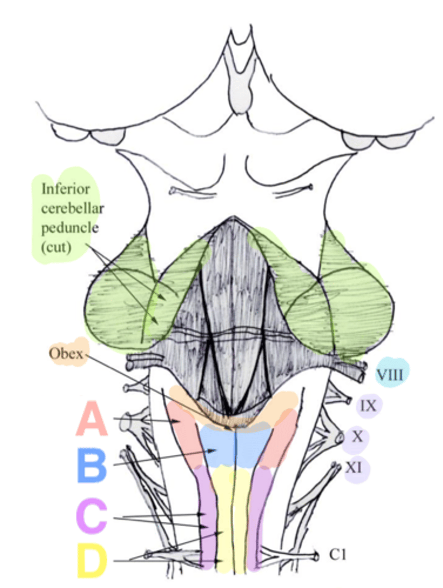 <p>gracilis tract</p>