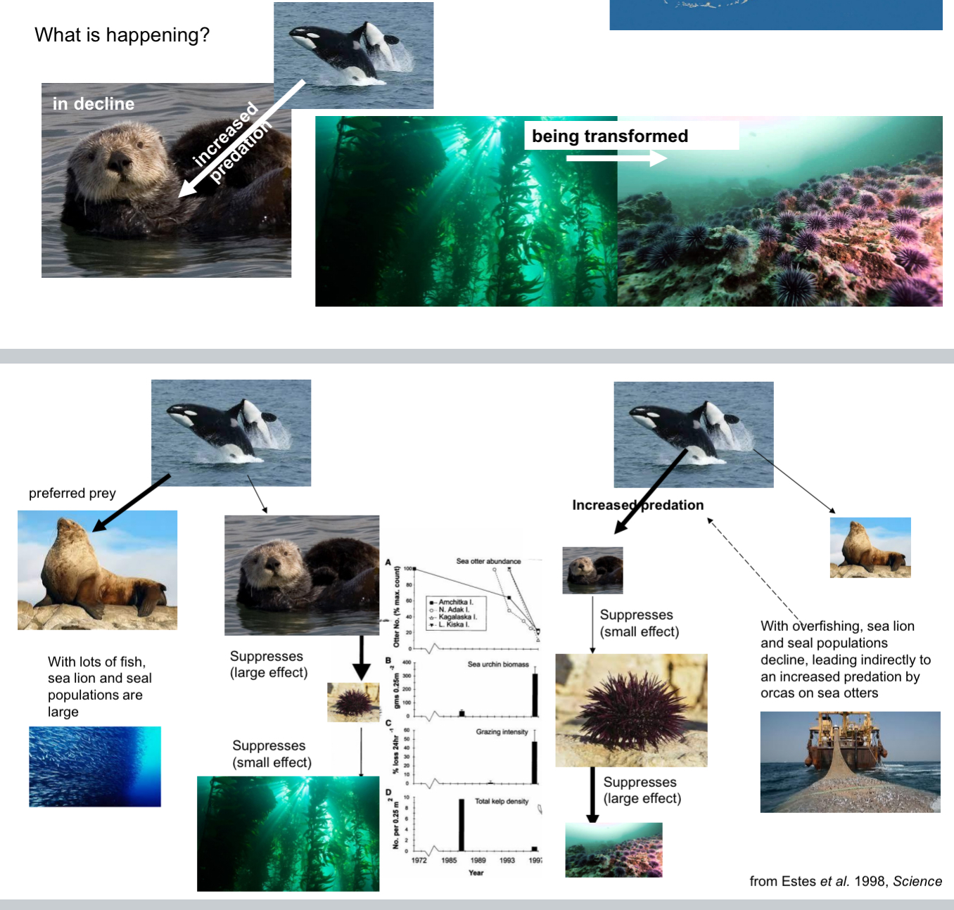 <ul><li><p>After nearly a century of recovering from overhunting, sea otter populations were suddenly in decline over large areas of their range during the late 20th century.</p></li><li><p>Simultaneously, increased predation by orcas was observed, and kelp forests were lost and being replaced by urchin barrens. Why?</p><ul><li><p>Sea otters eat urchins. Less sea otters = more sea urchins because their not getting eaten</p></li><li><p>Sea urchins eat kelp. Lots of sea urchins = less kelp because sea urchins are eating them</p></li></ul></li><li><p>Orcas will ignore the sea otters and prefer sea lion instead → what caused the orcas to not go after the sea lions and instead target of sea otters</p><ul><li><p>Human’s fishing was the problem</p></li></ul></li><li><p>Humans don’t fish → lots of fish, sea lion and seal populations are large → orcas go after their desired prey the sea lions → leave otters alone</p></li><li><p>Humans overfish → sea lion and seal populations decline, leading indirectly to an increased predation by orcas on sea otters</p></li></ul><p></p>