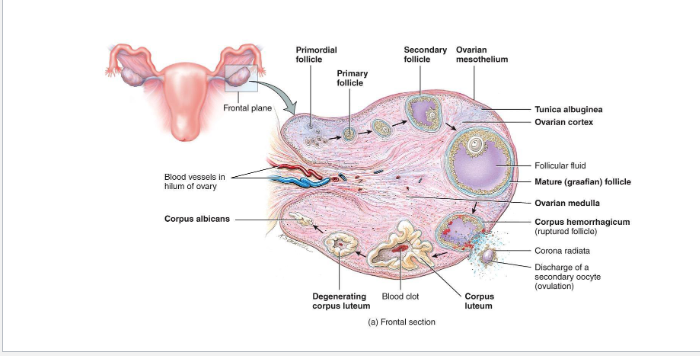 <p><span><span>Mature (Graafian) Follicle</span></span></p>