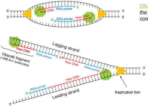 <ul><li><p>DNA-polymerase kan geen nieuwe streng starten, het kan alleen nucleotiden toevoegen aan een bestaand 3’-OH einde.</p></li><li><p>Daarom maakt <strong>primase</strong>, een speciaal RNA-polymerase, een kort <strong>RNA-primer</strong> van ongeveer 10 nucleotiden als startpunt.</p></li><li><p>De primer baseert zich op de complementaire DNA-streng.</p></li><li><p><strong>Leading strand:</strong> slechts één primer nodig aan het begin.</p></li><li><p><strong>Lagging strand:</strong> meerdere primers nodig voor elk <strong>Okazaki-fragment</strong>, omdat DNA in stukjes wordt gesynthetiseerd.</p></li></ul><p></p>