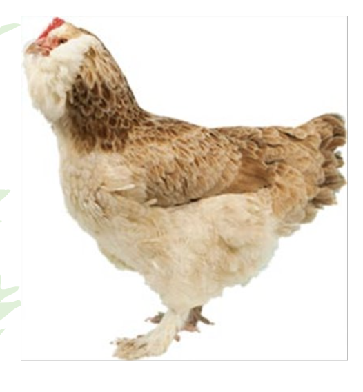 <p>they will make you smile. they are talkative curious, friendly and a bit scatter brainedo</p>