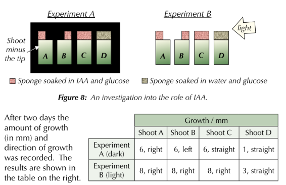 <p>EXAMPLE - An experiment was carried out to investigate the role of IAA in shoot growth. </p><p>Eight shoots, equal in height and mass, had their tips removed. </p><p>Sponges soaked in glucose and either IAA or water were then placed where the tip should be. </p><p>Four shoots were then placed in the dark (experiment A) and the other four shoots were exposed to a light source, directed at them from the right (experiment B) — see Figure 8. </p><p>After two days the amount of growth (in mm) and direction of growth was recorded. The results are shown in the table on the right.</p><p>a) Explain the data.</p><p>b) suggest why this experimental design was good</p><p>c) why were all plants soaked in glucose</p>