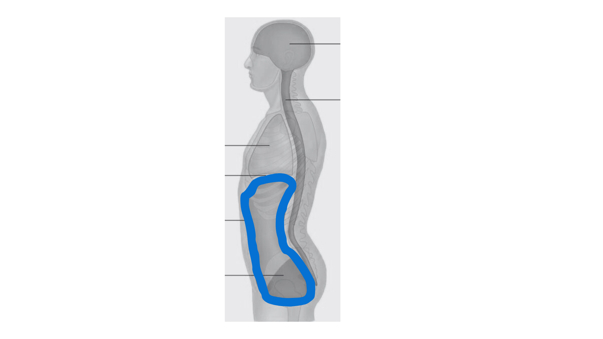 <p>Peritoneum</p>