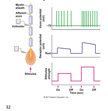 <p>what sensory receptors tranduce physical stimulus into, also known as local membrane potential, temporal and spatial decrement, encode intensity and duration, a larger intensity will generate a larger potential and increase the rate of APs </p>