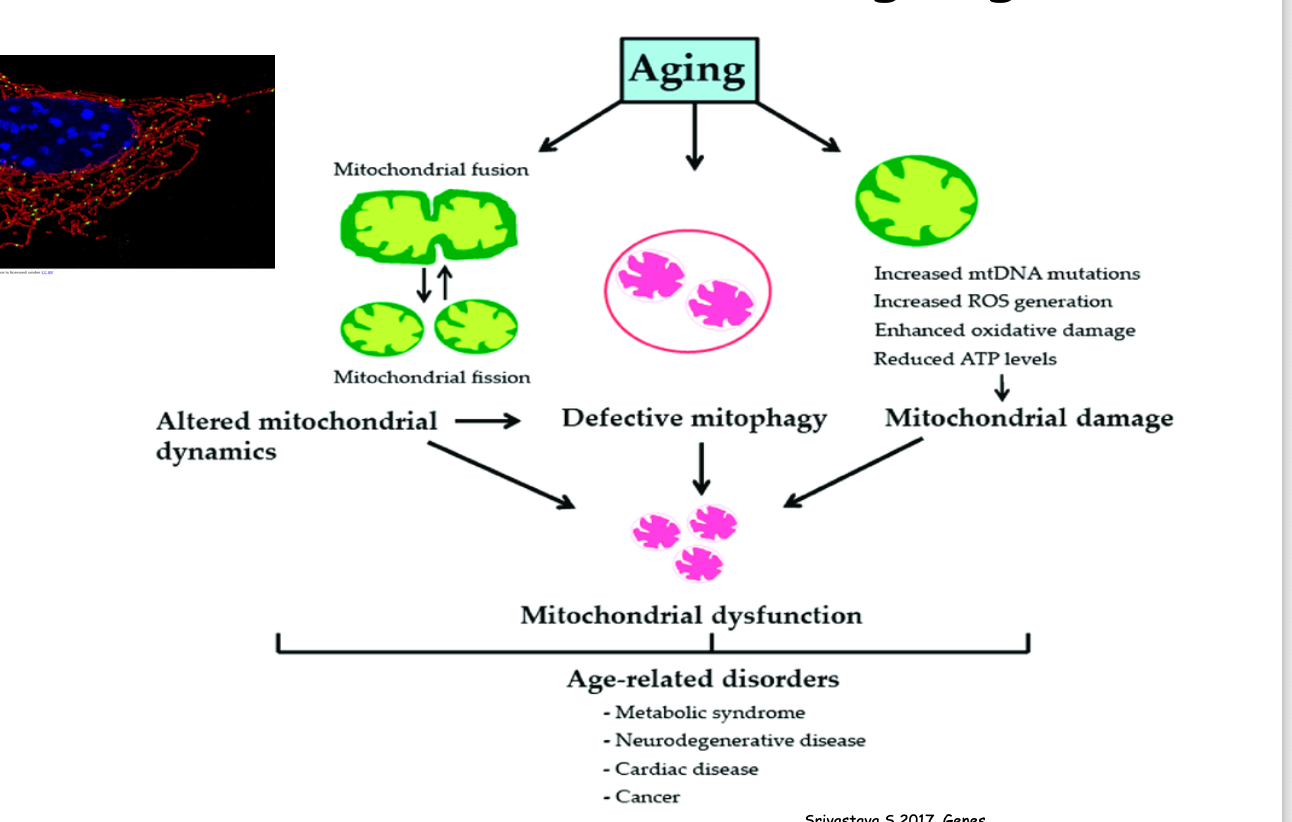 <p>Mitochondrial aging produces more <strong>ROS, </strong>which can be damaging as they increase in concentration </p><ul><li><p>Are the primary drivers in aging in individuals</p></li><li><p>Causes oxidative damage to telomeres, lipids, and proteins</p></li><li><p>Cause functional decline associated with aging as well </p></li></ul><p></p>