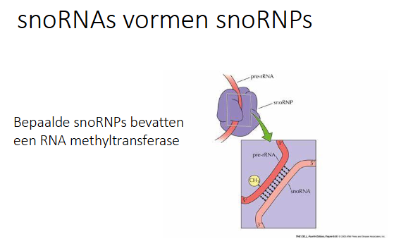 <p>Bepaalde snoRNA’s vormen snoRNP’s die een RNA methyltransferase bevatten, zo wordt het pre-rRNA gemethyleerd</p>