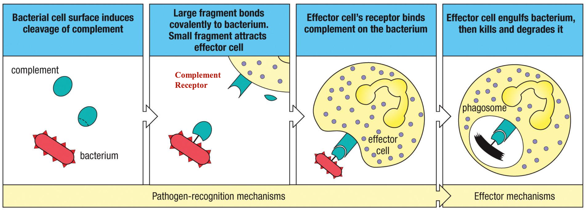 <p>set of proteins found in blood and lymph</p><ul><li><p>opsonization → C3b</p></li><li><p>inflammation → C3a, C5a</p></li><li><p>cell lysis → MAC: C5b - C9</p></li></ul><p></p>