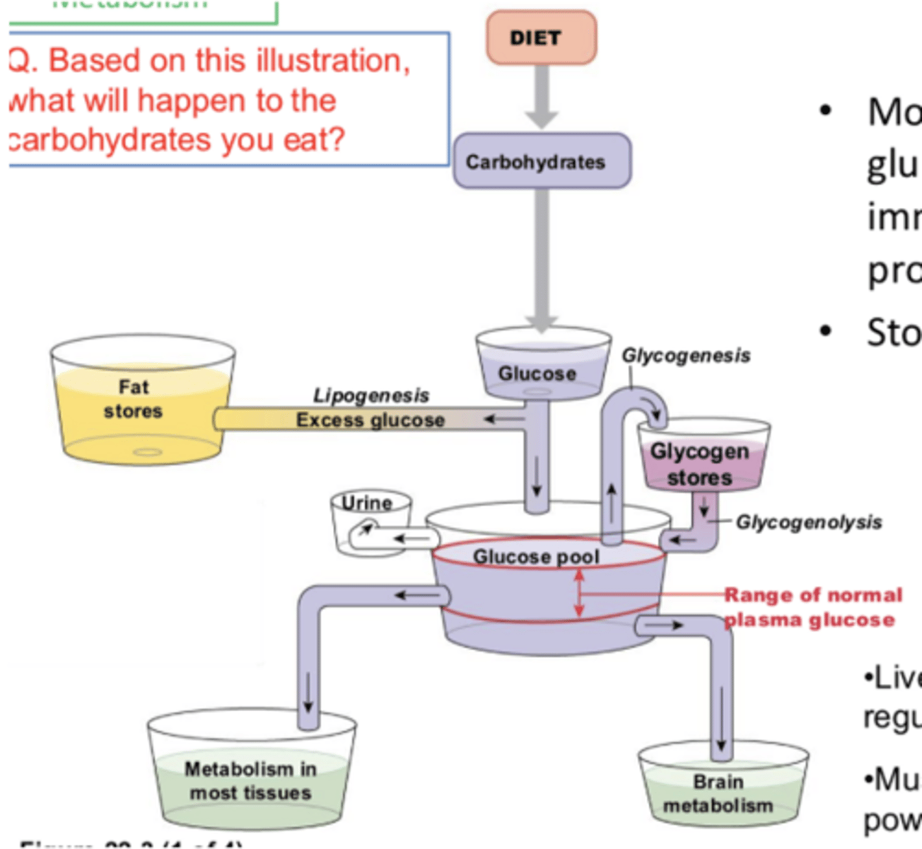 <p>how is glucose used in the body (prioritized)</p>