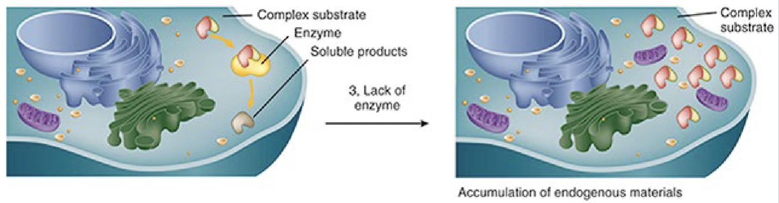 <p>deficiency of critical enzyme responsible for lysosomal degeneration </p>