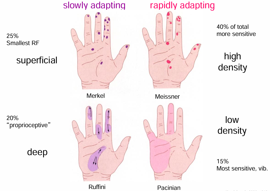 <p>Deep receptors have larger receptive fields (with Merkel cells having the smallest receptor field)</p><p></p>