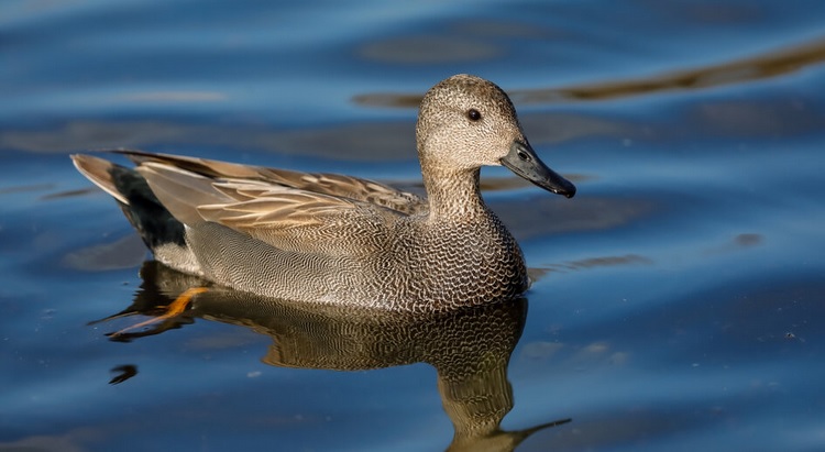 <p>zařaď živočicha do systému</p><p>Třída - řád - čeleď - druh čeština (latina)</p>