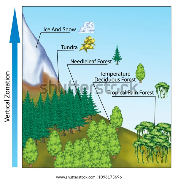 <p><span>the natural layering of ecosystems that occurs at different elevations in mountainous regions.</span></p>