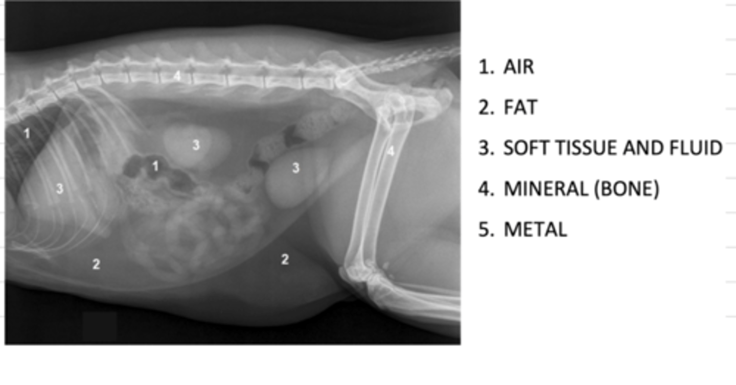 <p>1. air</p><p>2. fat</p><p>3. soft tissue and fluid</p><p>4. mineral (bone)</p><p>5. metal</p>