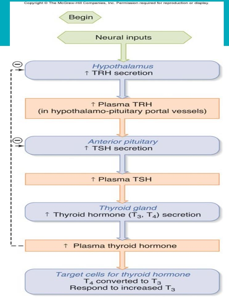 <ul><li><p><span>Primary defect of the gland</span></p></li><li><p><span>Causes by iodine deficiency</span></p></li><li><p><span>Symptoms: feeling cold, wait gain, lethargy, cardiac effects</span></p></li><li><p><span>Autoimmune- Hashimoto’s disease, Graves’ disease</span></p></li></ul><p></p>