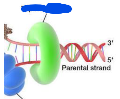 <p><u>enzyme necessary for DNA replication and RNA synthesis<span><br></span></u><span>– permits relaxation of coiled DNA, promotes synthesis of RNA+DNA replication+DNA repair, later reseals the strand</span></p>