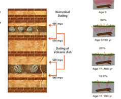 <ul><li><p>A method of determining the <em>exact age</em> of rocks or fossils in years using <strong>radiometric dating</strong>, based on the decay of <strong>radioactive isotopes</strong> in igneous rocks</p></li></ul><p></p>