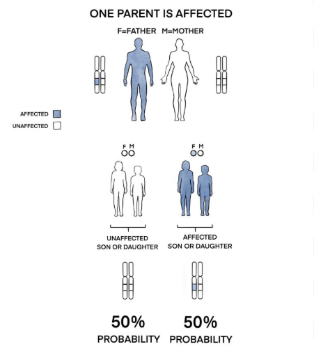 <p><span><span>refers to how genetic traits are passed down through the 22 pairs of non-sex chromosomes (autosomes). It is a fundamental concept that explains the probability of a child inheriting a particular trait or disease from their parents, based on whether it is dominant or recessive.&nbsp;</span></span></p>
