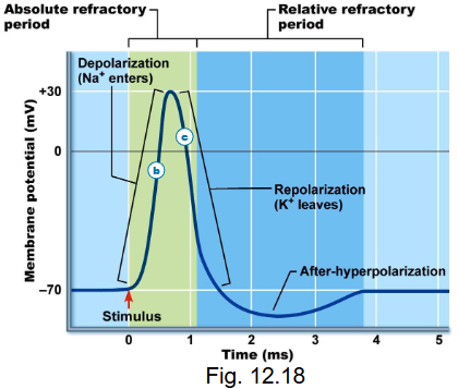 <ul><li><p>absolute refractory</p></li><li><p>relative refractory </p></li></ul><p></p>