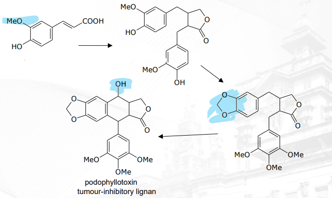 <p>[Phenolic Compounds] Lignins  podophyllotoxin pathway is composed of 3 intermediates</p>