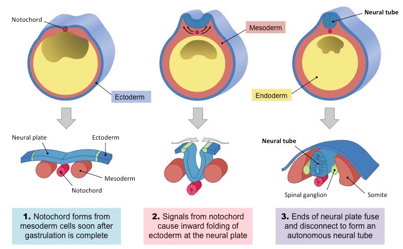 <p>Dorsal membrane forms → notochord signals ectoderm above to form neural plate → neural plate curves inwards forming the neural tube → neural tube becomes DHNC brain and spinal chord → neural crest cells become part of the peripheral nervous system parts of teeth and skull </p>