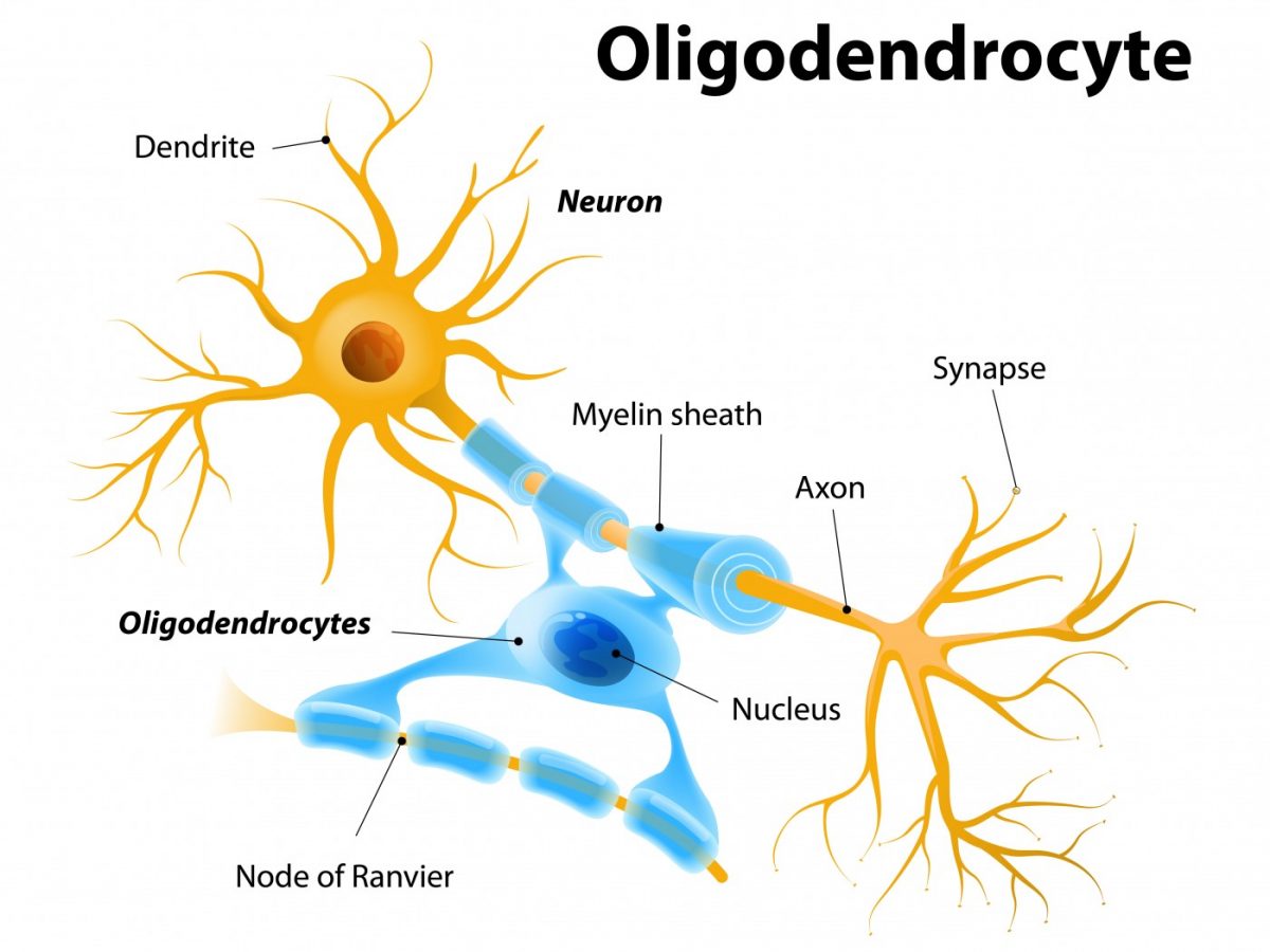 <p>make myelin sheath that provides insulation around the axons in the central nervous system</p>