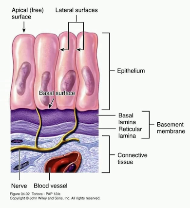 <p>a basement membrane is a thin, extracellular layer that anchors the epithelium to underlying connective tisue </p>