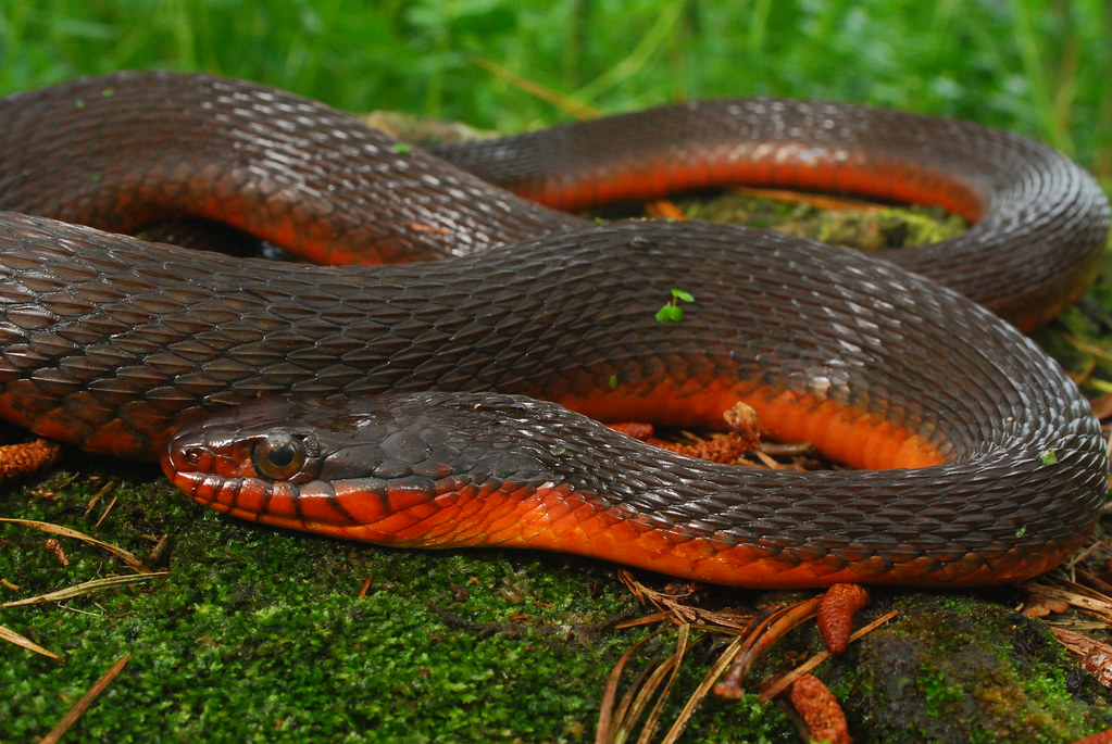 redbelly water snake (Nerodia erythrogaster)