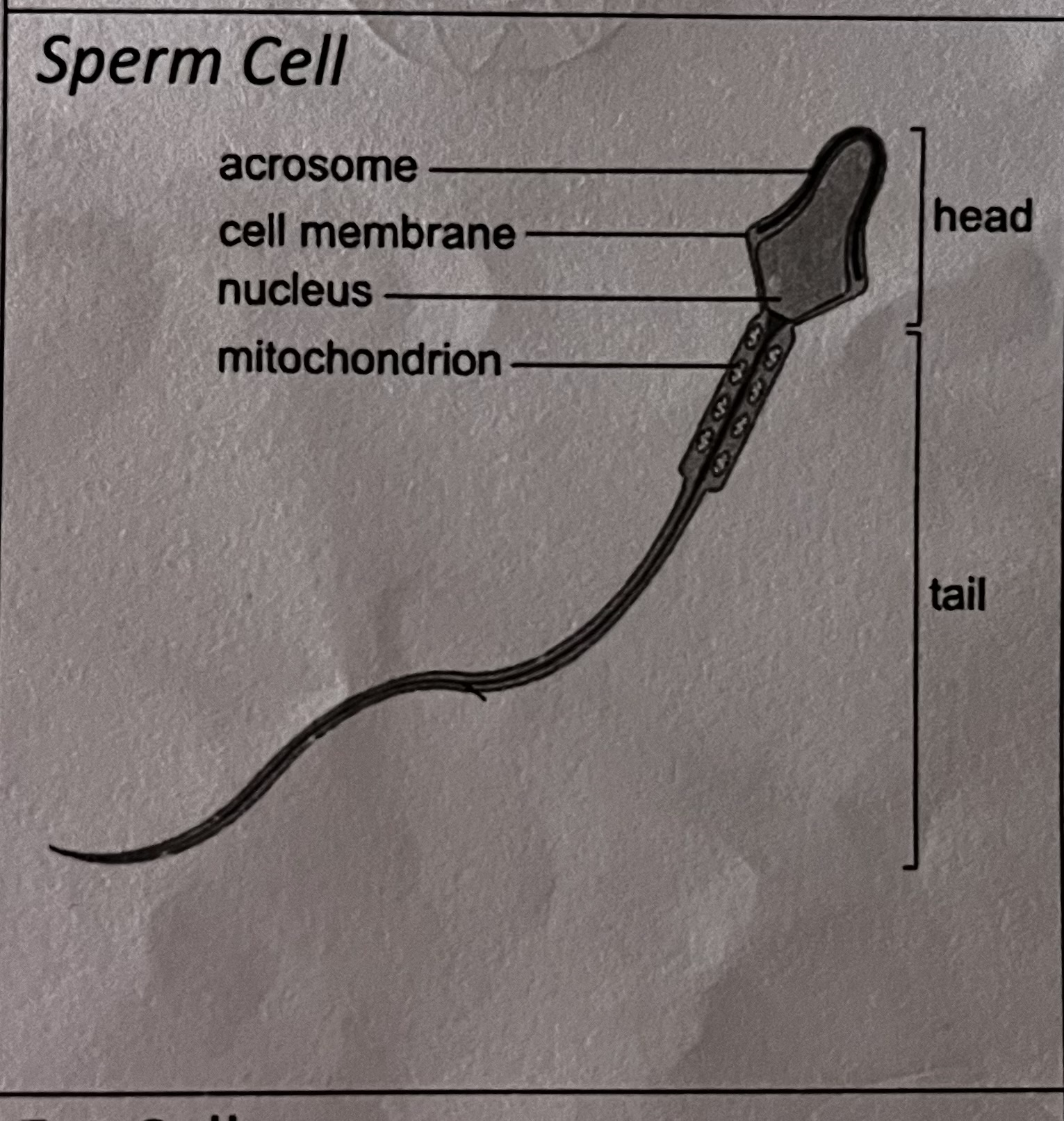 <p>how is this specialised cell adapted to its role</p>