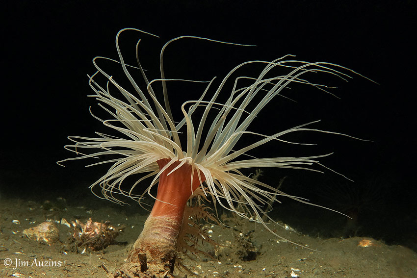 <p>Tube Sea Anemone</p>