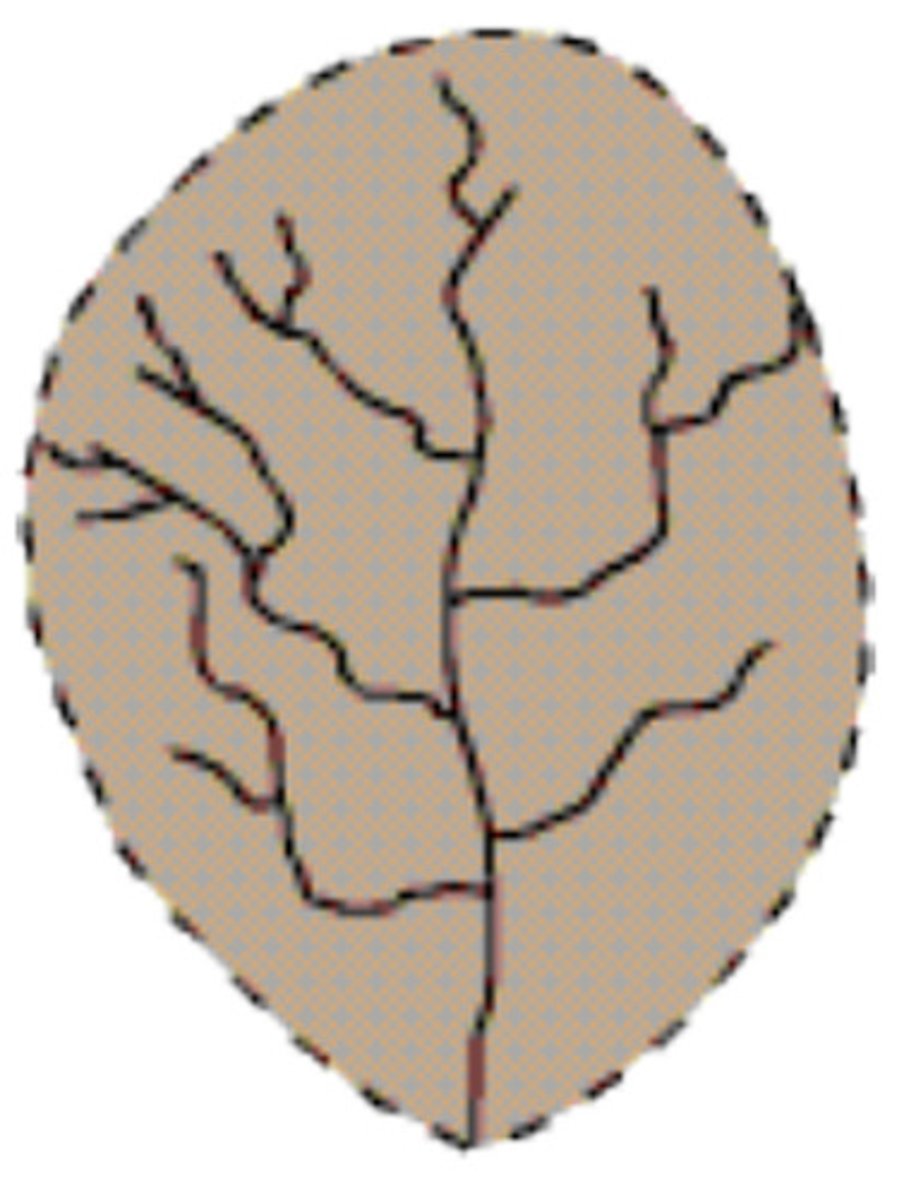<p>on uniform substrate with a gentle slope</p>
