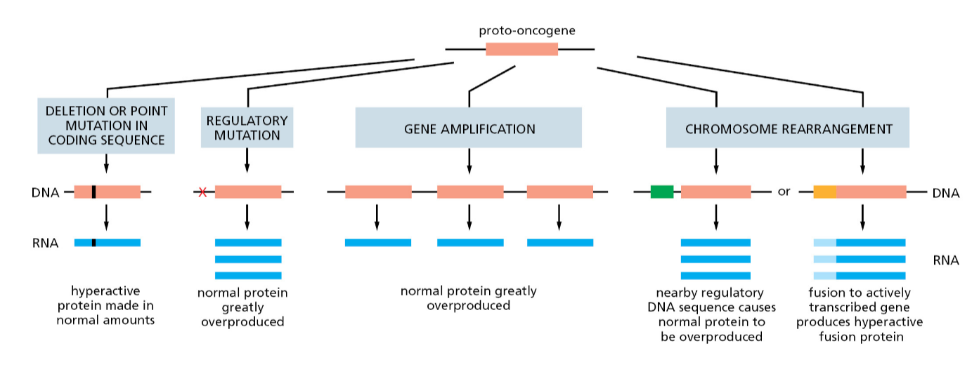 <p>Overproduction of critical genes </p>