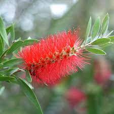 Common Bottlebrush