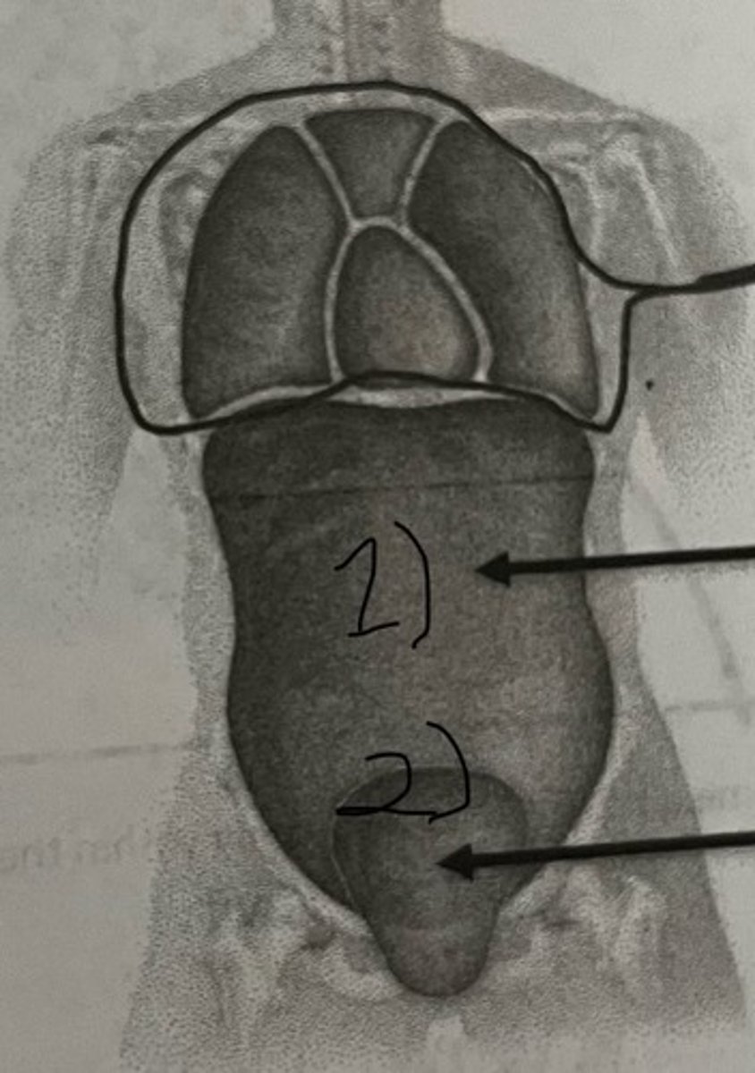 <p>What cavity does #2 represent?</p>