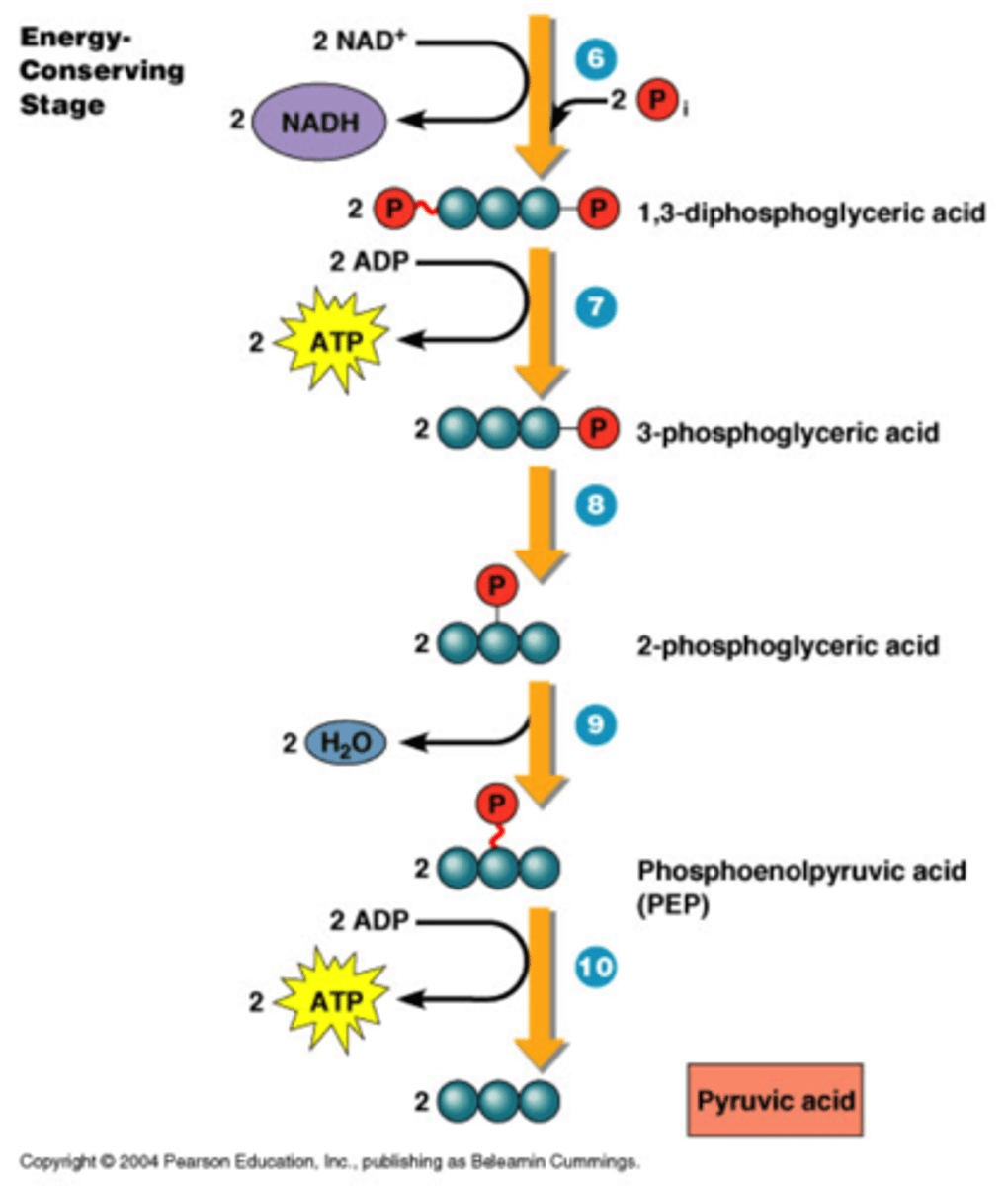 <p>2 ATP from 2 ADP due to high energy in phosphate.</p><p>Produced from substrate level phosphorylation from phosphate.</p>