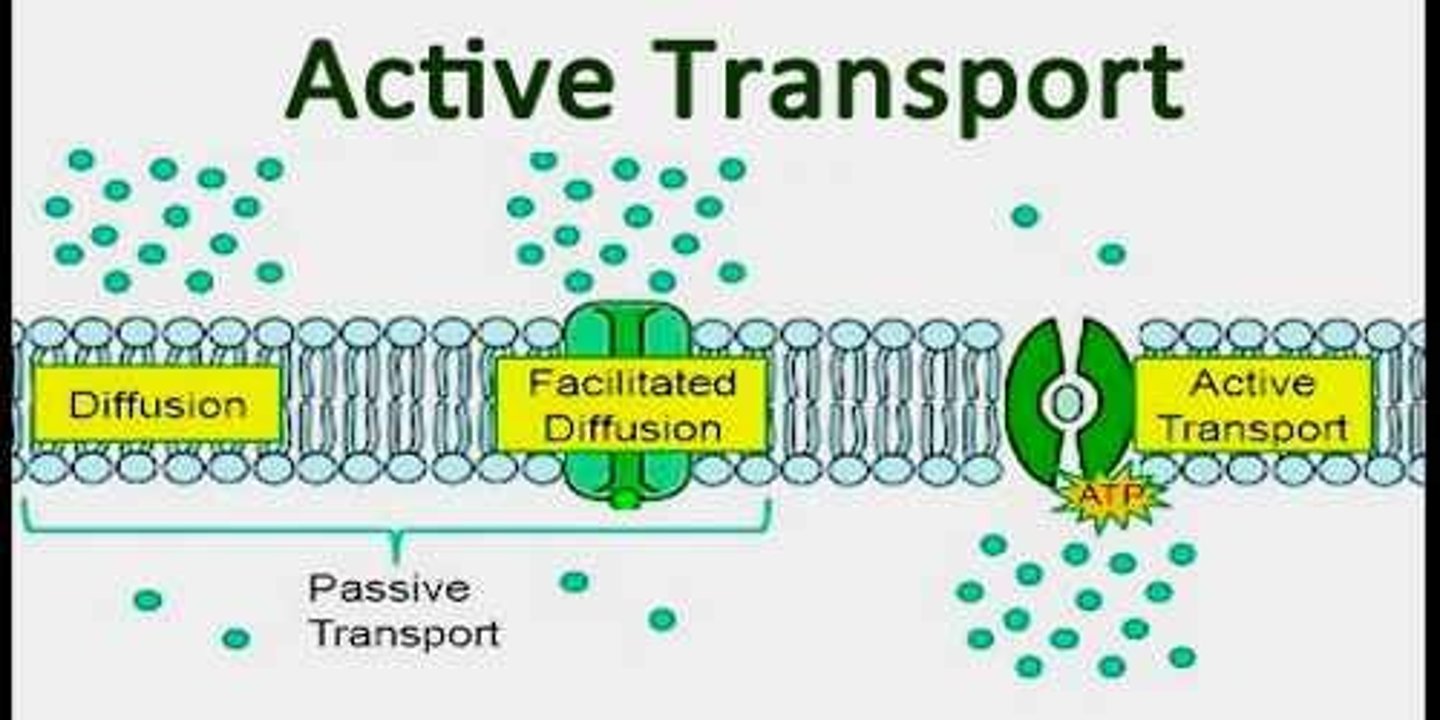 <p>(D) II and III only</p><p>Primary and Secondary Active Transport both have a positive ΔG, meaning they require energy.</p>