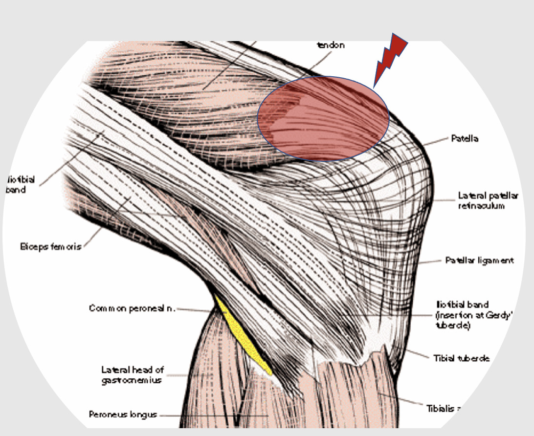 <p>A band of tissue that connects the quadriceps muscle to the patella, aiding in knee extension. </p>