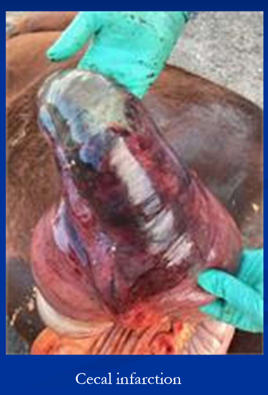 <ul><li><p>classic cause is <strong>verminous arteritis associated with S. vulgaris larvae </strong>in cranial mesenteric artery and branches </p></li><li><p>larval activity causes ischemia via arterial spasm, stenosis, and or thromboembolism</p><ul><li><p>results in recurrent transient ischemia and pain or </p></li><li><p>infarction bowel injury, necrosis secondary peritonitis / perforation </p></li></ul></li></ul><p></p>