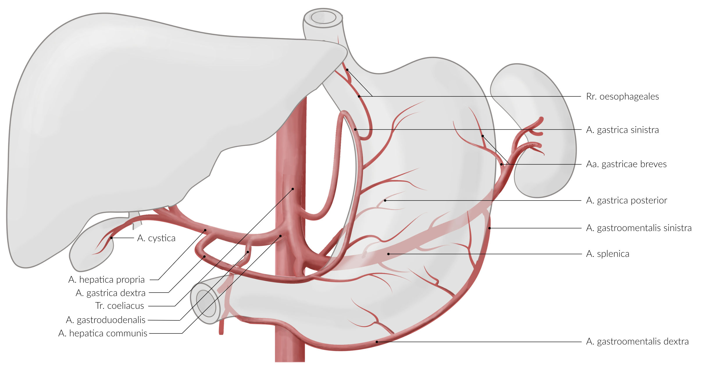 <p>E. Right and left gastro-omental arteries (Aa. gastroomentales dextra et sinistra)</p>