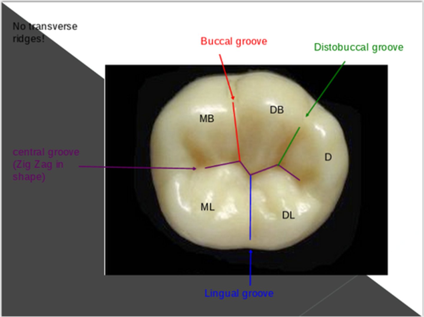 <p>- triangular space between two cusps</p><p>- broad depression on occlusal surfaces on posterior teeth</p><p>- extend from dev. groove to cusp tips</p>