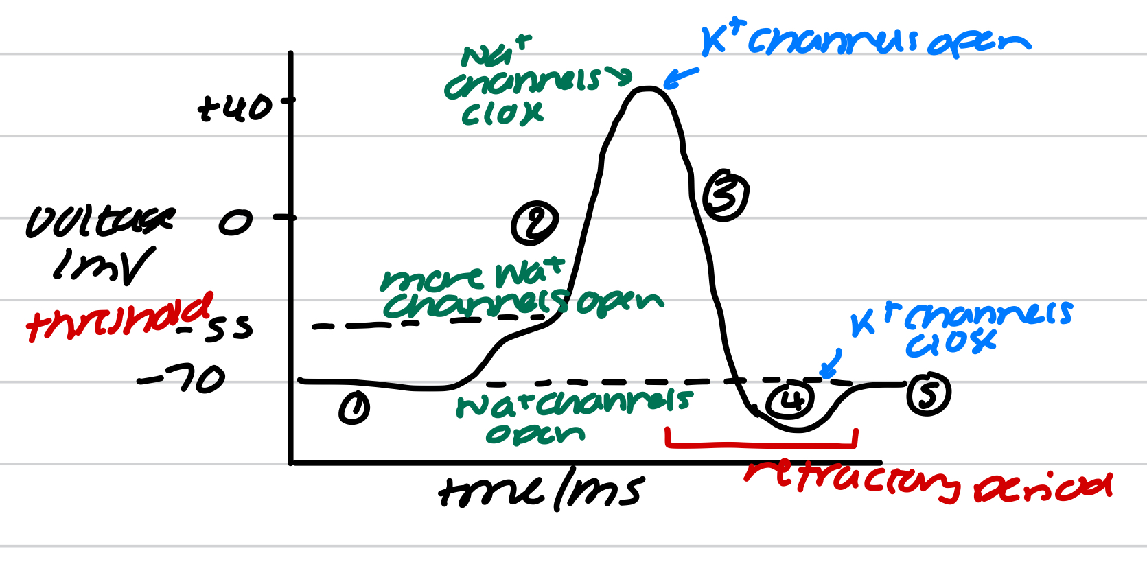 <ol><li><p>stimulus - excites the neurone cell membrane → Na+ channels open. The membrane becomes more permeable to Na+ so Na+ diffuses into neurone down Na+ electrochemical gradient. Makes the inside of neurone less negative</p></li><li><p>Depolarisation - if voltage reaches threshold of -55mV, more Na+ channels open causing more Na+ to diffuse rapidly into neurone</p></li><li><p>Repolarisation - at voltage +40mV, Na+ channels close and K+ channels open. Membrane is more permeable to K+ so K+ diffuse out of neurone down K+ concentration gradient. Membrane is back at resting</p></li><li><p>Hyperpolarisation - K+ channels are slow to close so slight ‘overshoot’, where too many K+ diffuse out of neurone. Voltage becomes more negative than the resting potential</p></li><li><p>Resting potential - ion channels reset. Na+/K+ pump returns membrane back to resting potential and maintains it until another stimulus</p></li></ol>