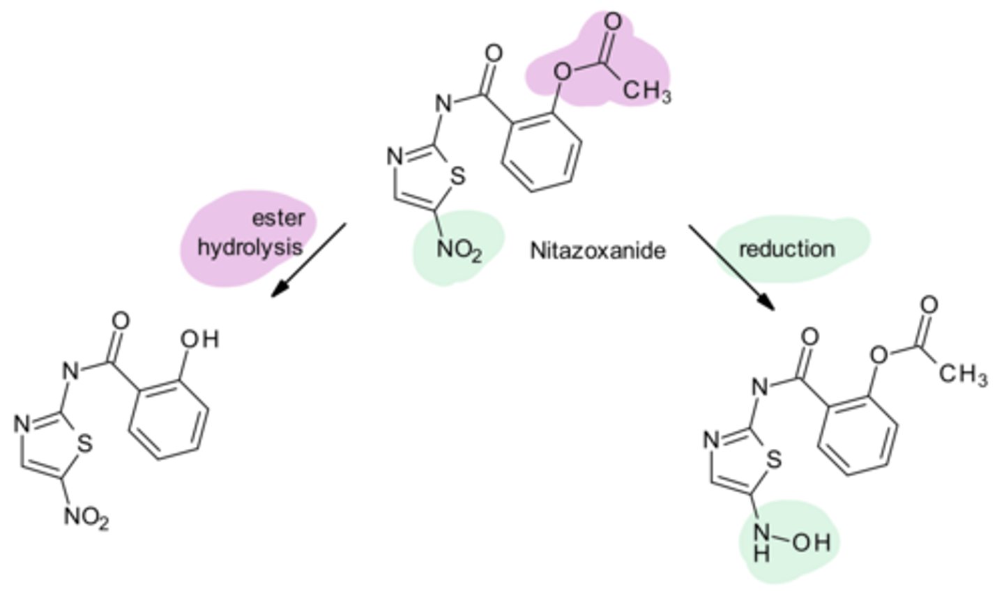 <p>Nitazoxanide is a prodrug that produces 2 active metabolites: </p><p>-undergoes ester ____ to form a phenolic hydroxylic group</p><p>-undergoes ____ of the nitro group to form a hydroxylamine.</p>