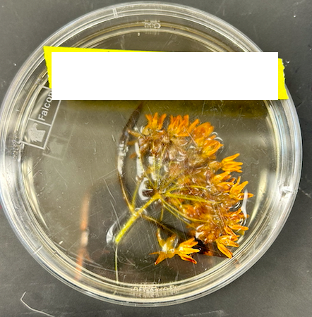 <p>Apocynaceae</p><p><em>Asclepias</em></p>