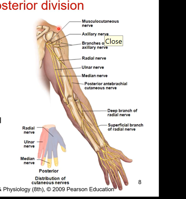 <ul><li><p>axillary nerve</p><ul><li><p>1st branch of posterior division</p></li><li><p>wraps around humeral head</p></li><li><p>innervates deltoid (any shoulder muscle movement including extension, abduction, adduction, etc.)</p></li></ul></li><li><p>radial nerve </p><ul><li><p>posterior humerus, lateral epicondyle, posterior antebrachium</p></li><li><p>triceps brachii, forearm extensors </p></li></ul></li></ul><p></p>